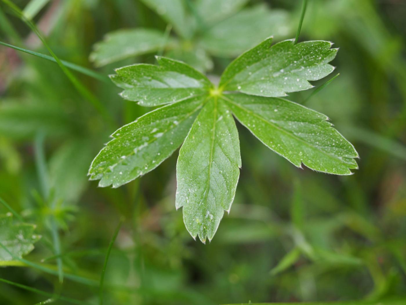 Cinquefoil, Golden leaf